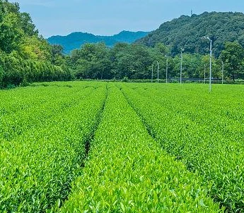 High Green Xiang Cha